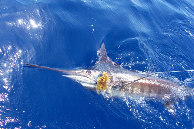 Texas Blue Marlin